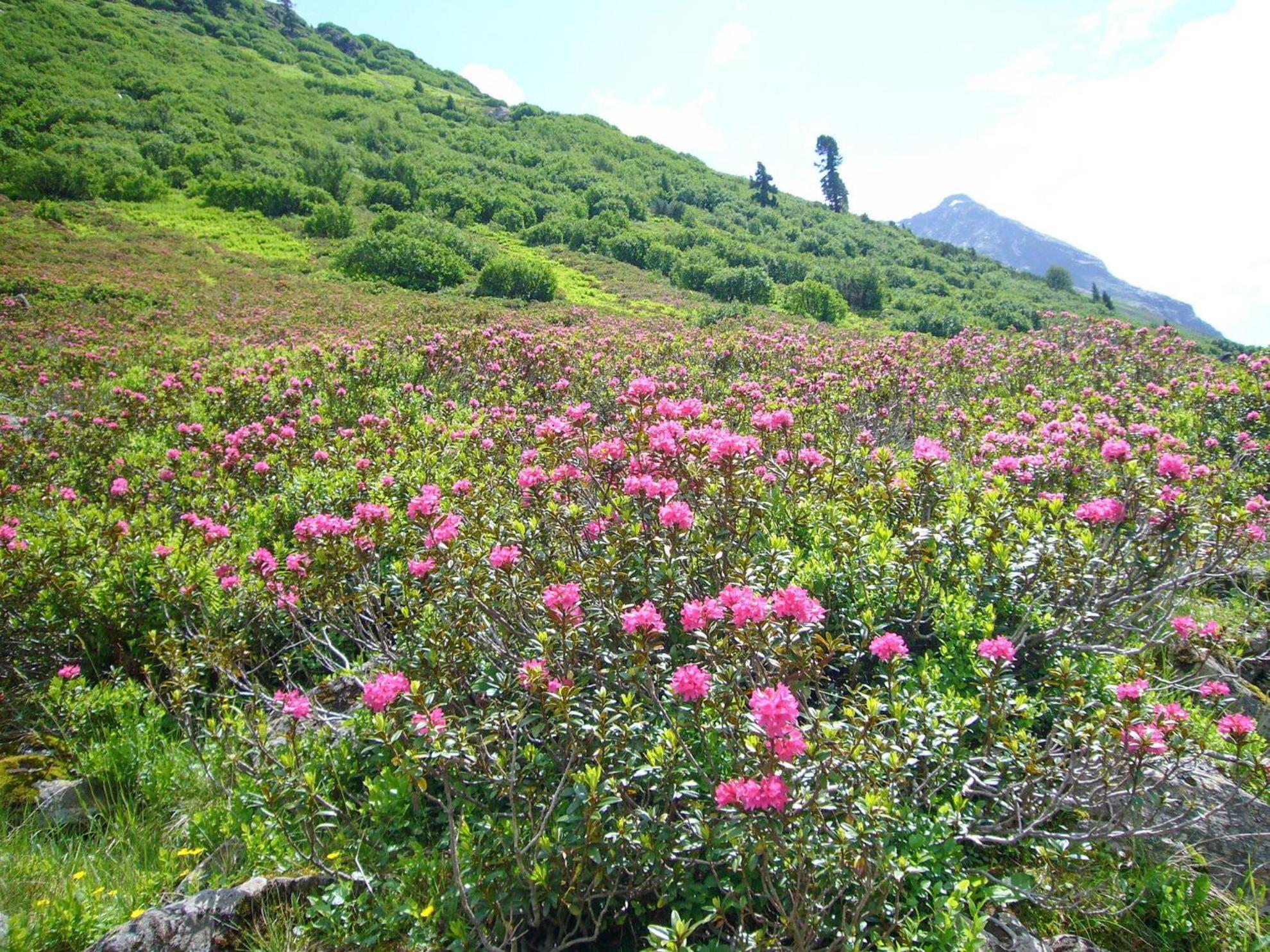 Trollenhof Im Allgaeu - Ferienwohnungen Saeuling Ruckholz ภายนอก รูปภาพ