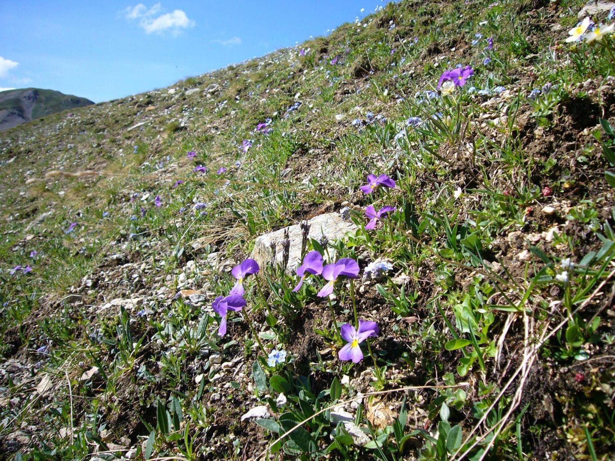 Trollenhof Im Allgaeu - Ferienwohnungen Saeuling Ruckholz ภายนอก รูปภาพ